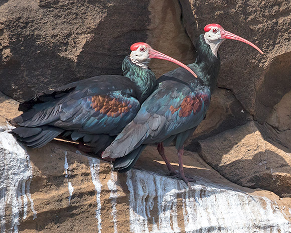 Southern Bald Ibis